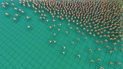 Bodies, Jonas Blume