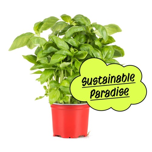 Sustainable Paradise - Eine Basilikumpflanze im Topf