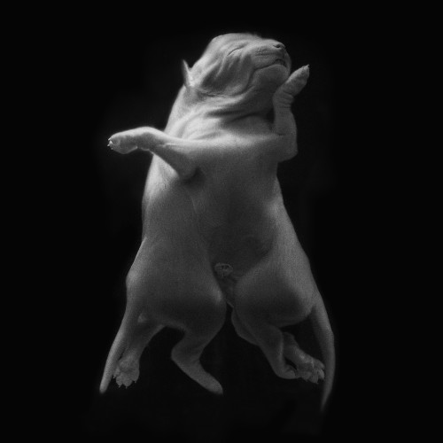 Schwarz-Weiß-Ultraschallbild von zwei kleinen Hunden, die ineinander verschlungen sind, scheinbar in einer liebevollen Umarmung